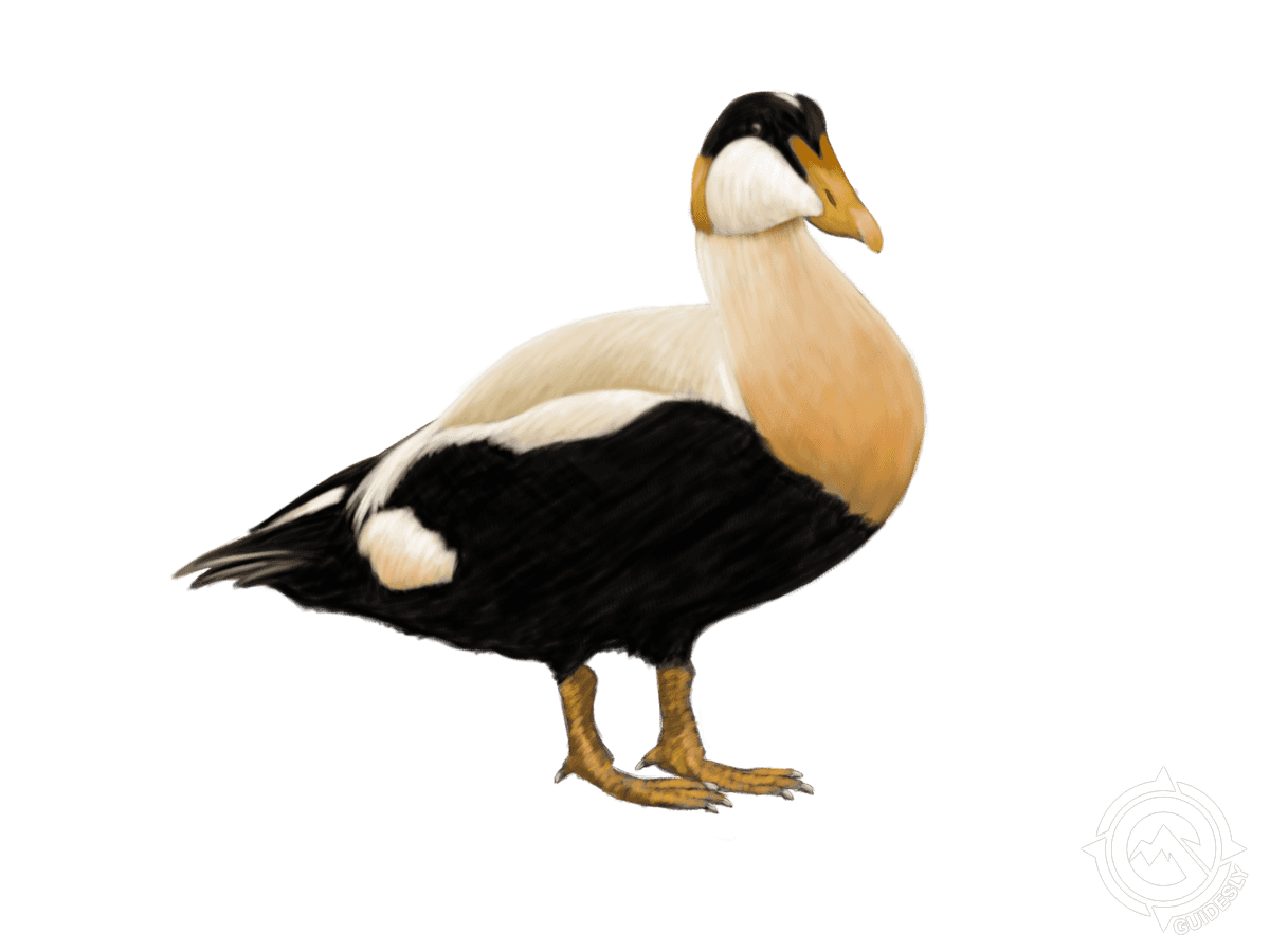Common Eider