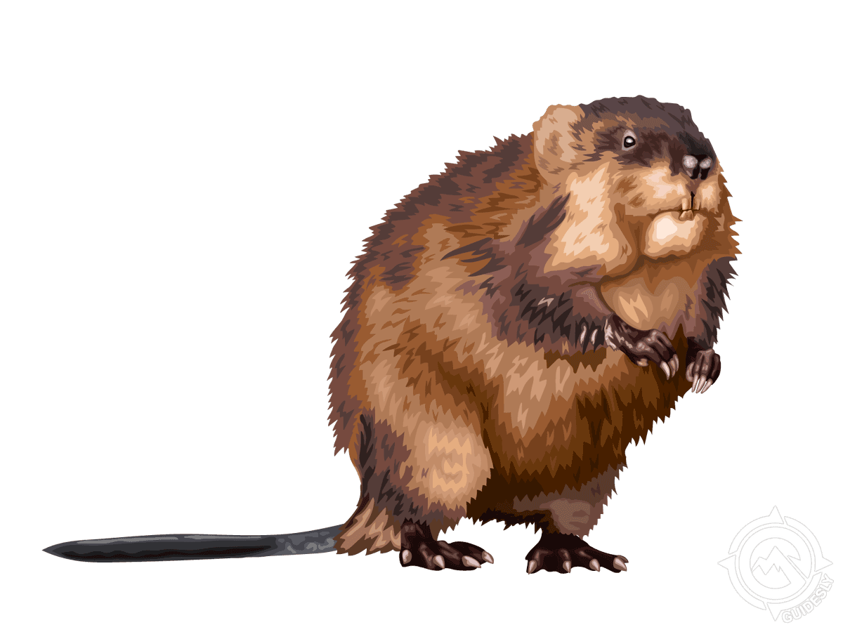 Muskrat