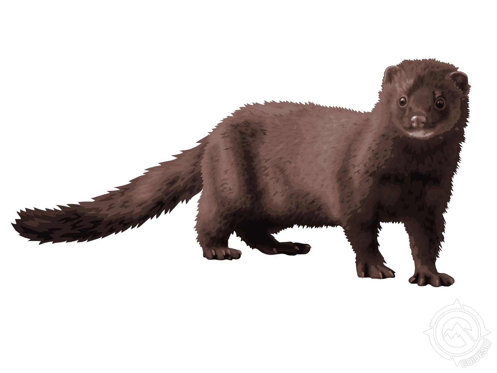 Mink